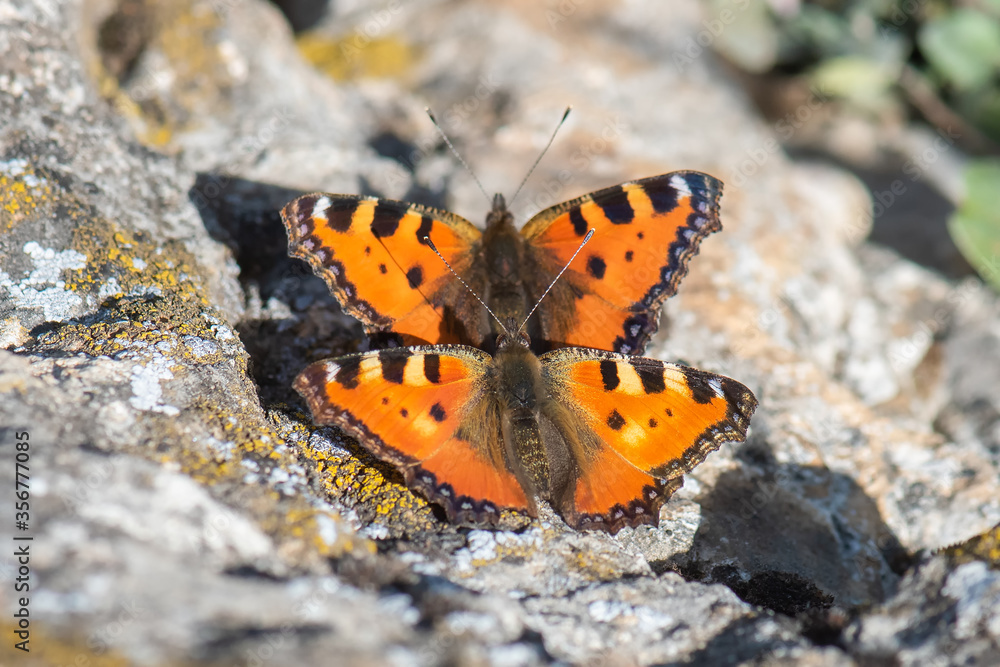 Nymphalidae / Aglais / Small Tortoiseshell / Aglais urticae Nymphalidae / Aglais / Small Tortoiseshell / Aglais urticae