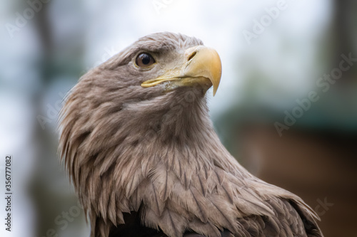 Golden eagle with yellow beak head close-up on blurry natural background. Powerful bird profile in wild life