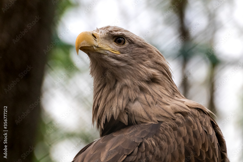 Golden eagle with yellow beak head close-up on blurry natural background. Powerful bird profile in wild life Golden eagle with yellow beak head close-up on blurry natural background. Powerful bird profile in wild life