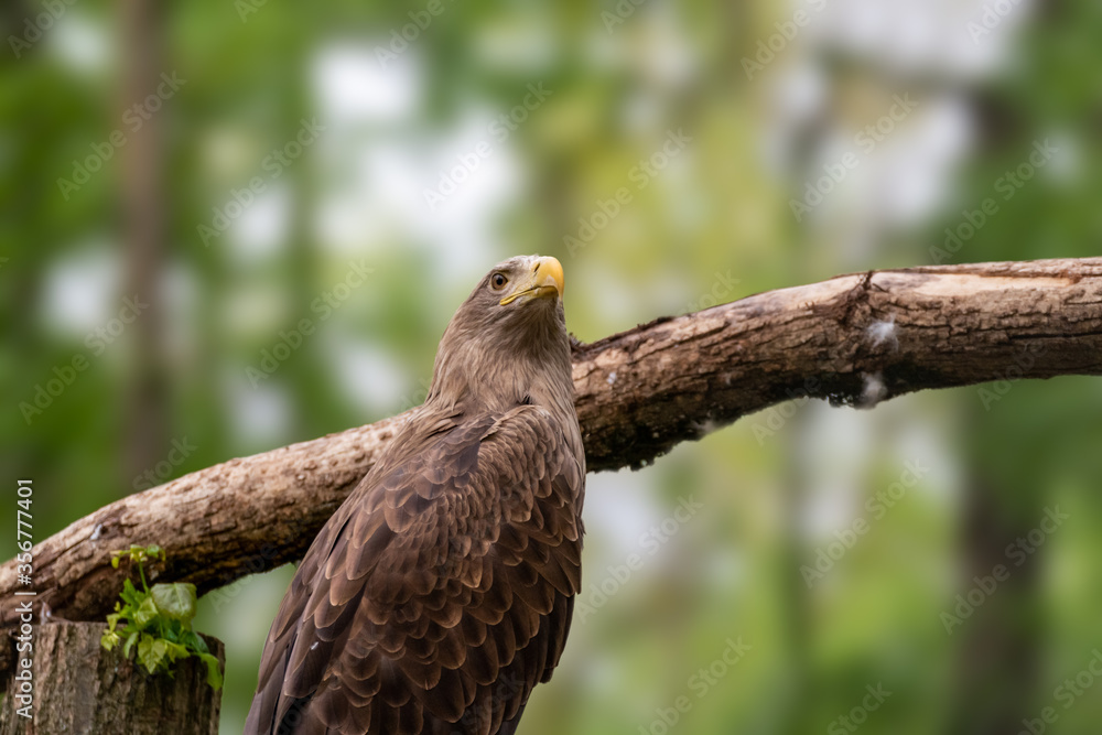 Golden eagle with yellow beak head close-up on blurry natural background. Powerful bird on tree in wild life Golden eagle with yellow beak head close-up on blurry natural background. Powerful bird on tree in wild life