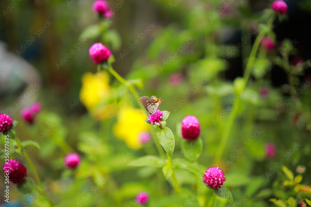 Close-up Of Butterfly Pollinating on a flower in garden, blurred green background, extreme close up with backlight.
Close-up Of Butterfly Pollinating on a flower in garden, blurred green background, extreme close up with backlight.