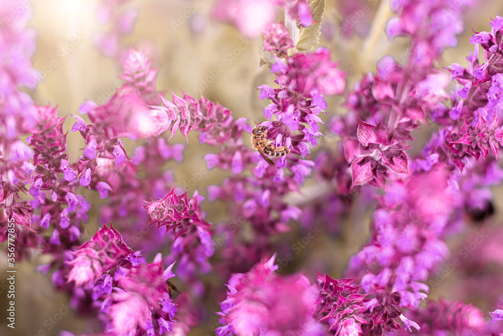 Fototapeta premium Blume pink