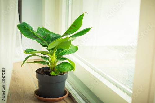 Musa Tropicana dwarf banana plant, isolated and located near a big window. Copy space.