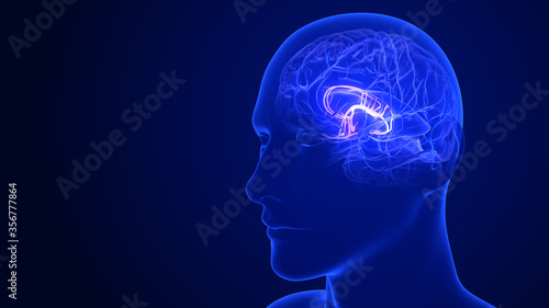 Brain Anatomy - Limbic System. 3d rendering photo