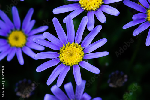 Felicia amelloides, the blue daisy bush or blue felicia closeup photo