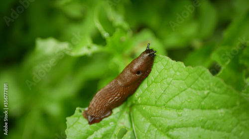 Spanish slug Arion vulgaris snail parasitizes on radish or lettuce cabbage moves garden field  eating ripe plant crops  moving invasive brownish dangerous pest agriculture  farming farm  poison