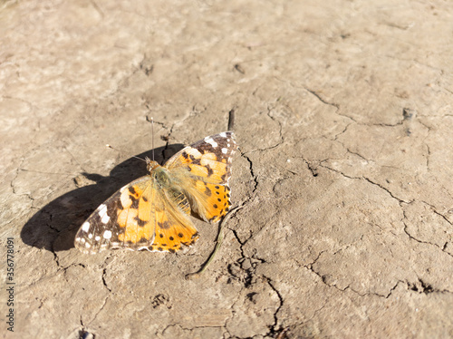 Orange butterfly peacock lepidoptera on ground. Bright sunny summer fauna insect sitting on dry dirt close-up