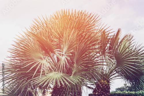 Summer holidays concept with palm trees, sun leak, , holiday background