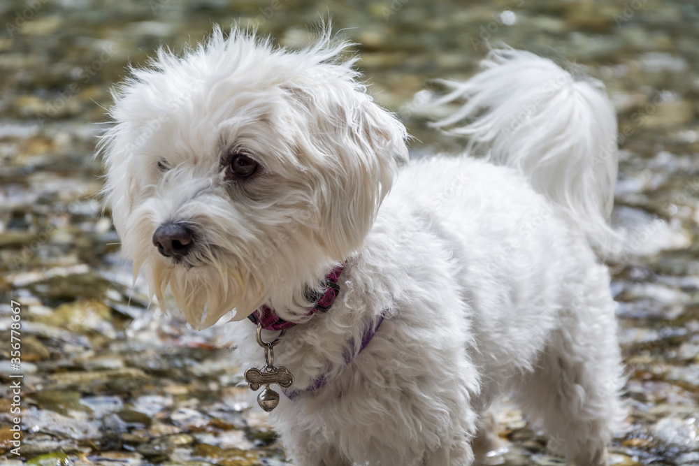 Small white cute Maltese dog standing in shallow river water. Summer season in nature. Maltese are playful, charming, and adaptable toy companions Small white cute Maltese dog standing in shallow river water. Summer season in nature. Maltese are playful, charming, and adaptable toy companions
