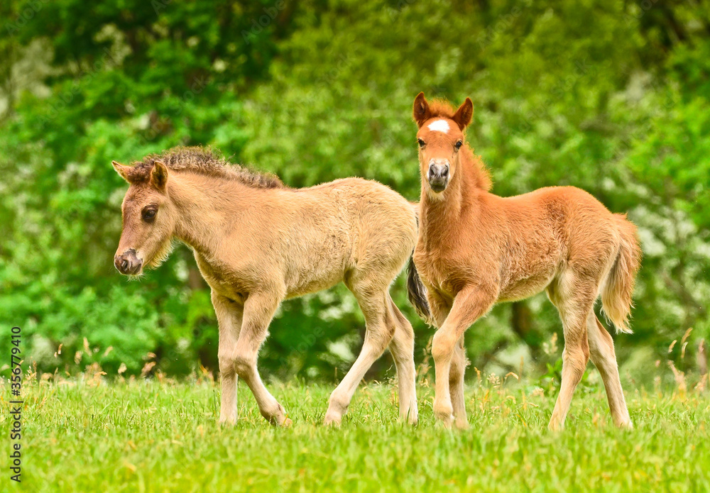 Two cute and awesome little foals of Icelandic horses, a chestnut and a dun coloured one, are playing and grooming together and practice social learning, interaction and behavior in a herd