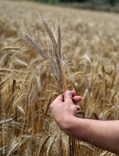 unas manos en un campo de espigas doradas