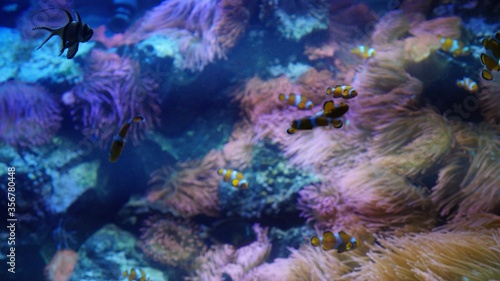 underwater view of fish