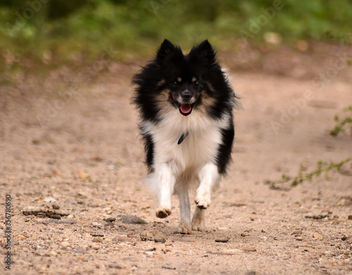 un precioso perro pomerania corriendo © alberto