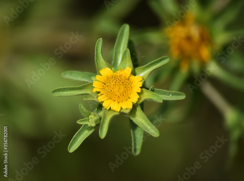 preciosa flor amarilla