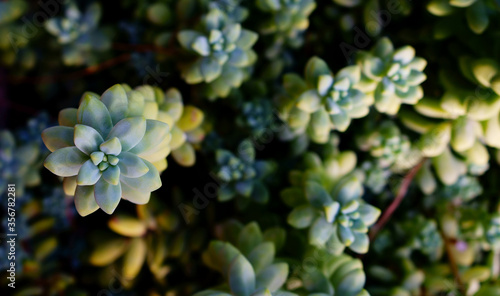 Succulent background between green and blue shades
