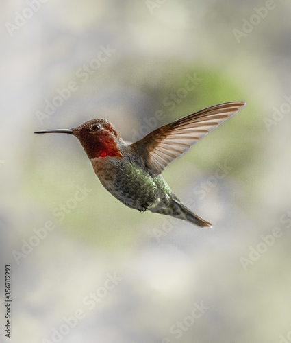Anna's Hummingbird 2480