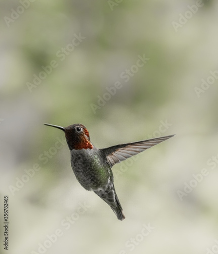 Anna's Hummingbird 6332