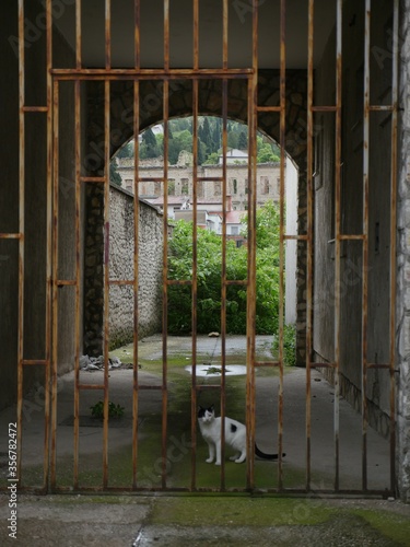 cat behind a gate