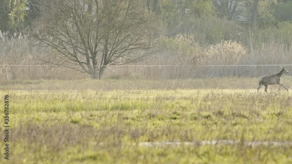 Wildlife near the city - herd of deer rushing in Szentendre. Wildlife near the city - herd of deer rushing in Szentendre.