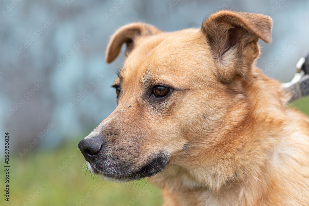 Portrait of a large red dog, head on a blurred natural background.