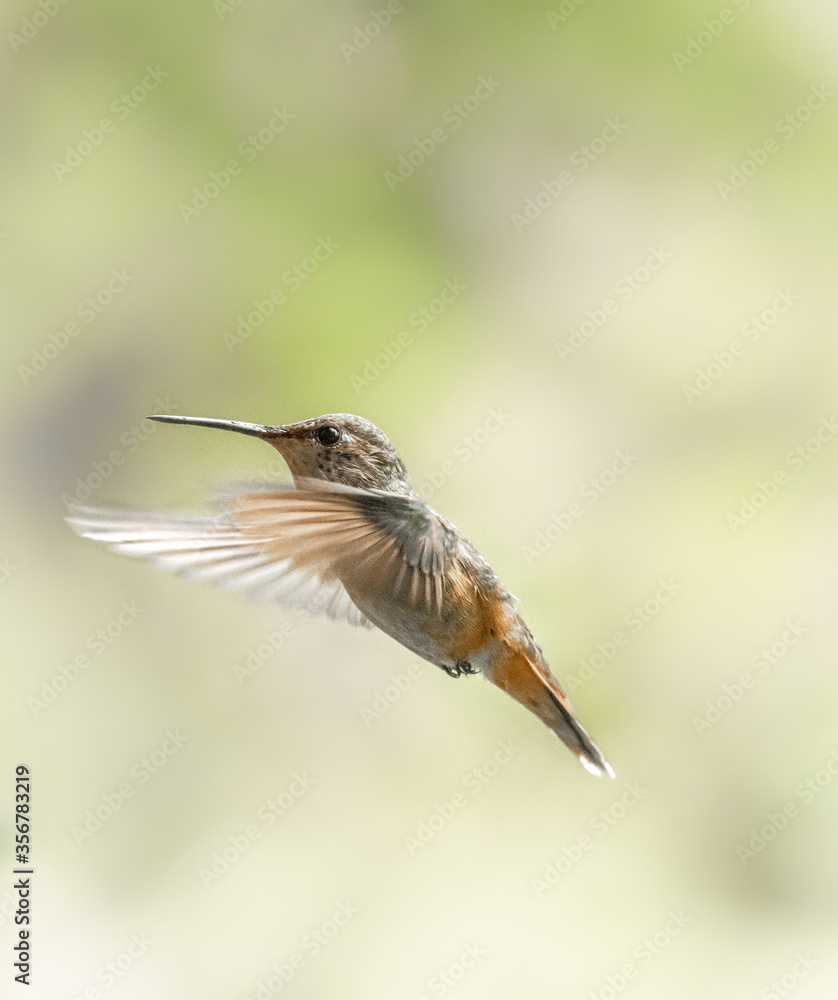 Rufous Hummingbird 9722