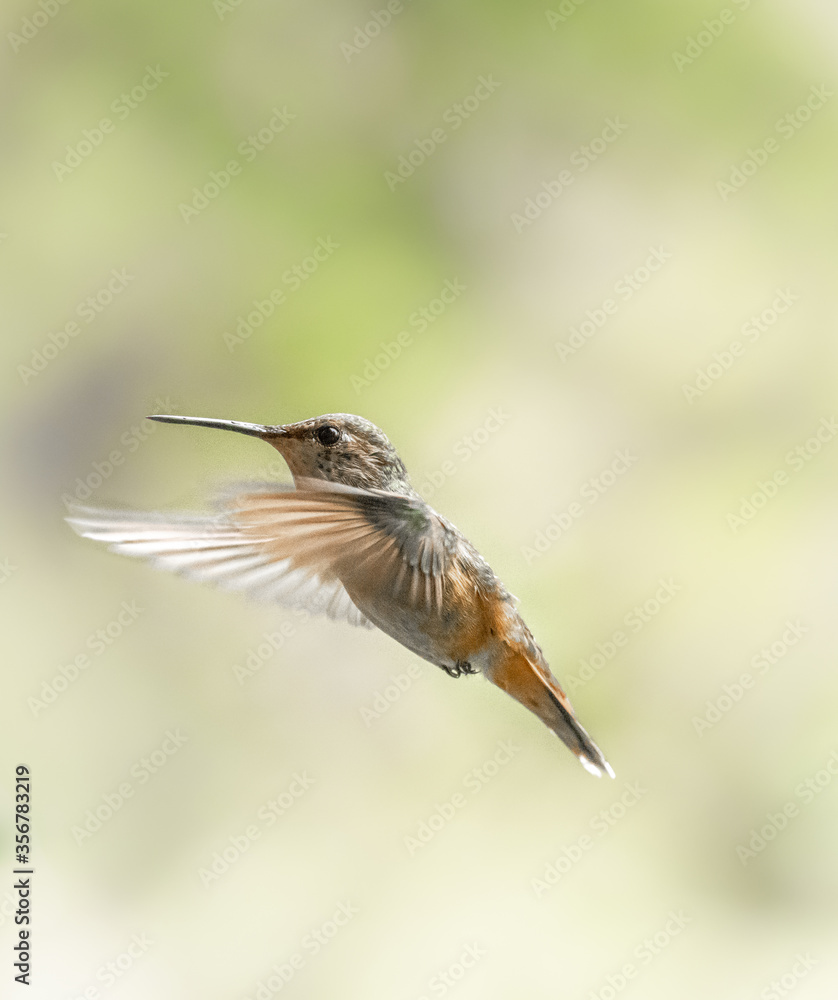 Fototapeta premium Rufous Hummingbird 9722