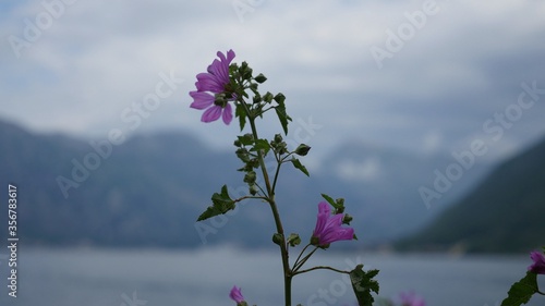 purple flowers in the mountains
