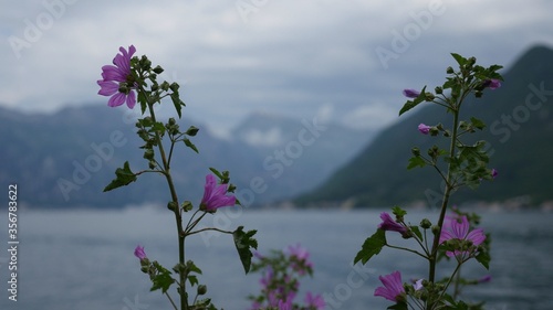 pink flowers in the mountains