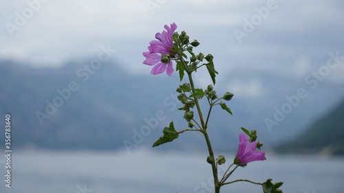pink flowers in the wind