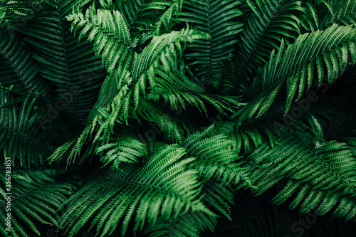 green dark deep maro fern