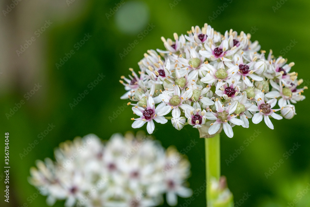 Zierlauch (Allium)