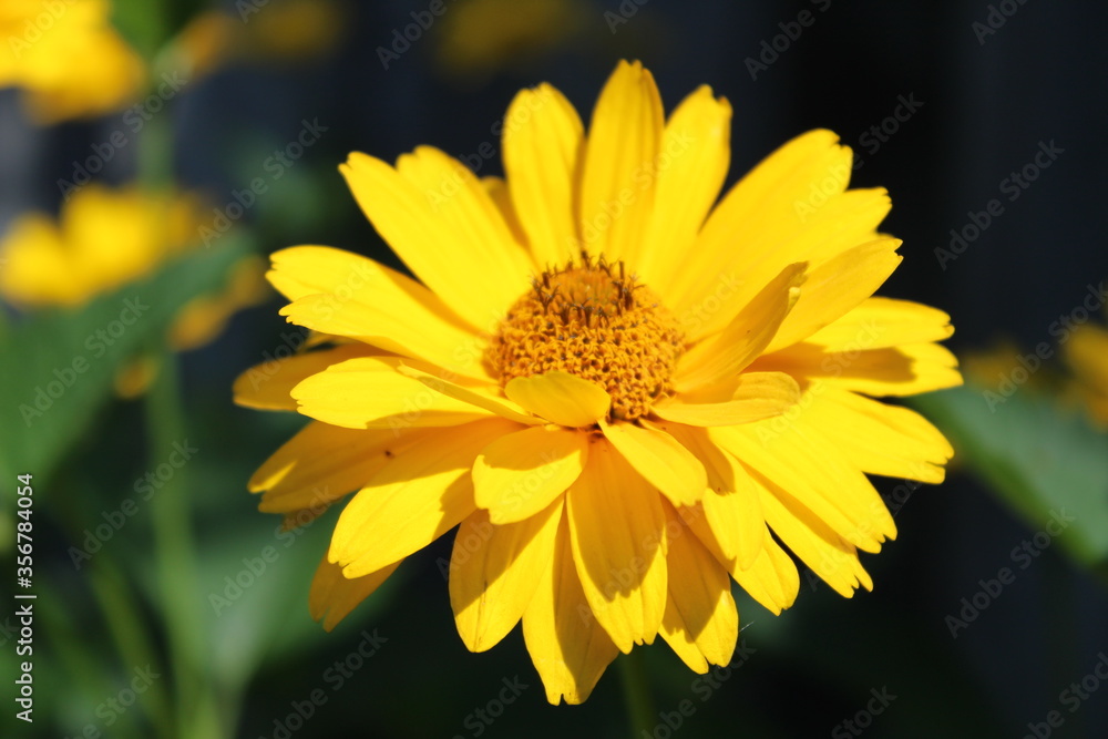 Fototapeta premium yellow flower in the garden
