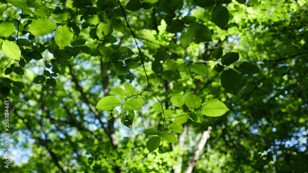 green leaves in the forest green leaves in the forest