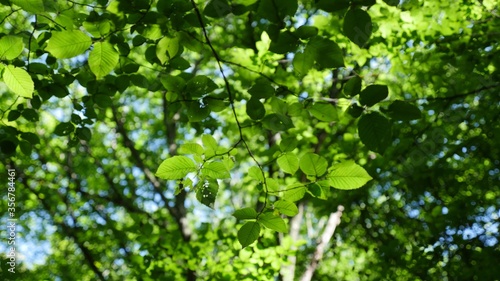 green leaves in the forest