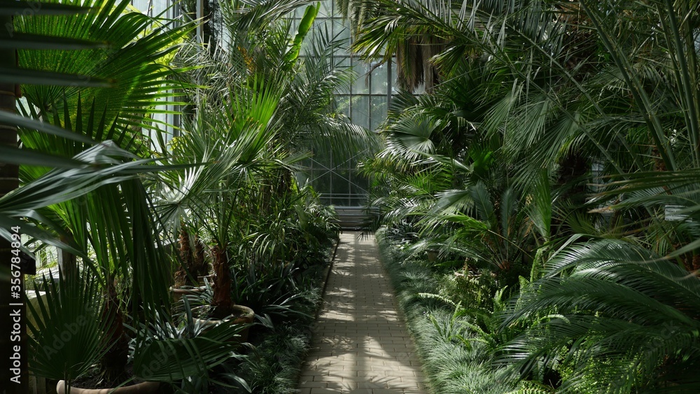 greenhouse plants