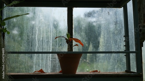 plant on a window sill