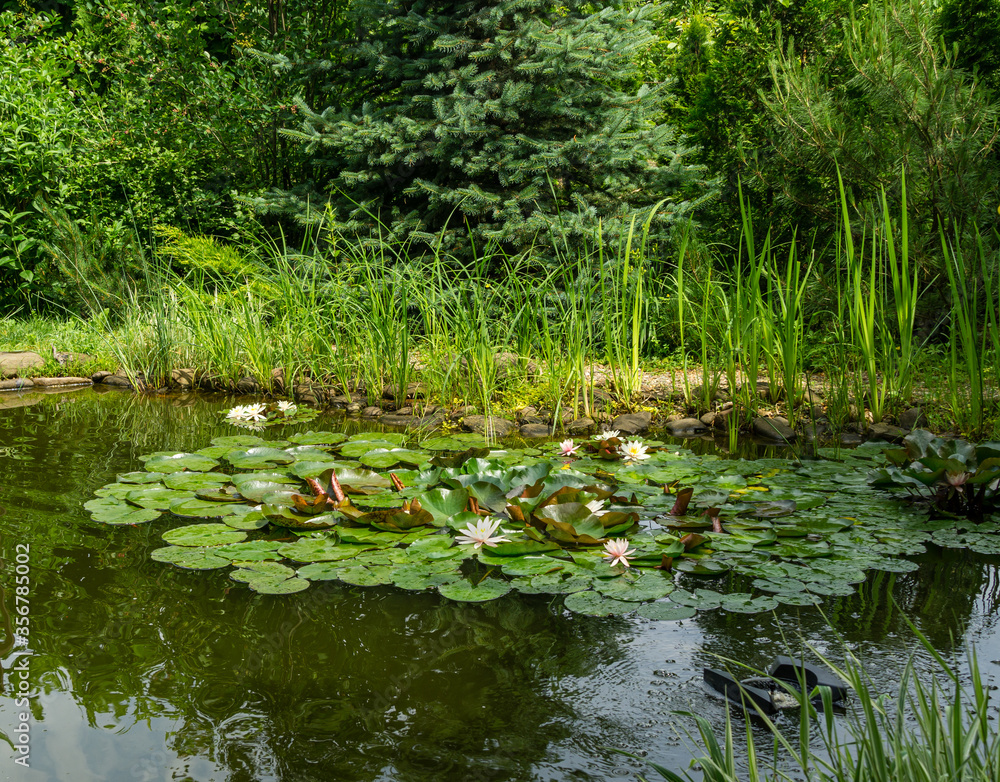Magical garden pond with blooming water lilies and lotuses. Spruce, tui and other evergreens on shore are reflected in water surface of pond. Atmosphere of relaxation, tranquility and happiness Magical garden pond with blooming water lilies and lotuses. Spruce, tui and other evergreens on shore are reflected in water surface of pond. Atmosphere of relaxation, tranquility and happiness