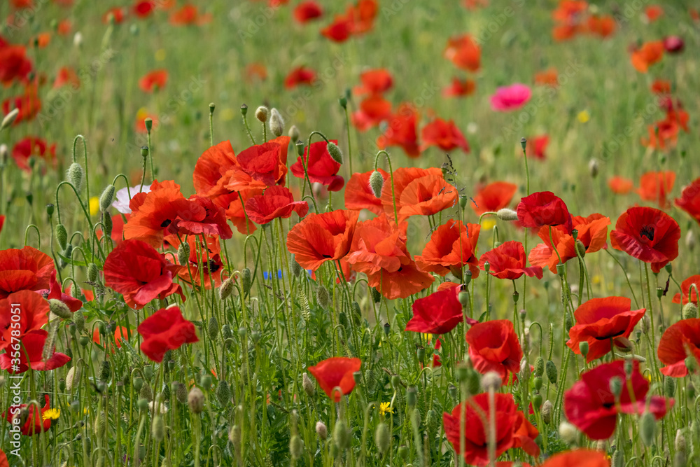 Klatschmohnfeld (Papaver rhoeas) Klatschmohnfeld (Papaver rhoeas)
