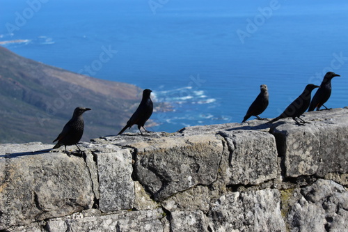 birds sitting on rocky cliff