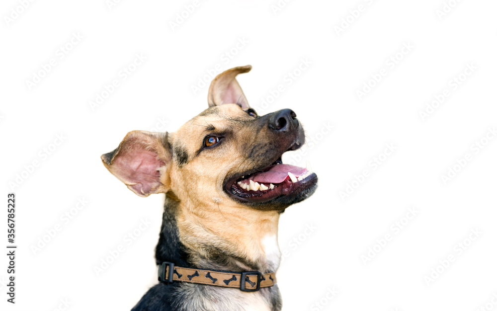 Obraz premium Dog German Sheppard Isolated