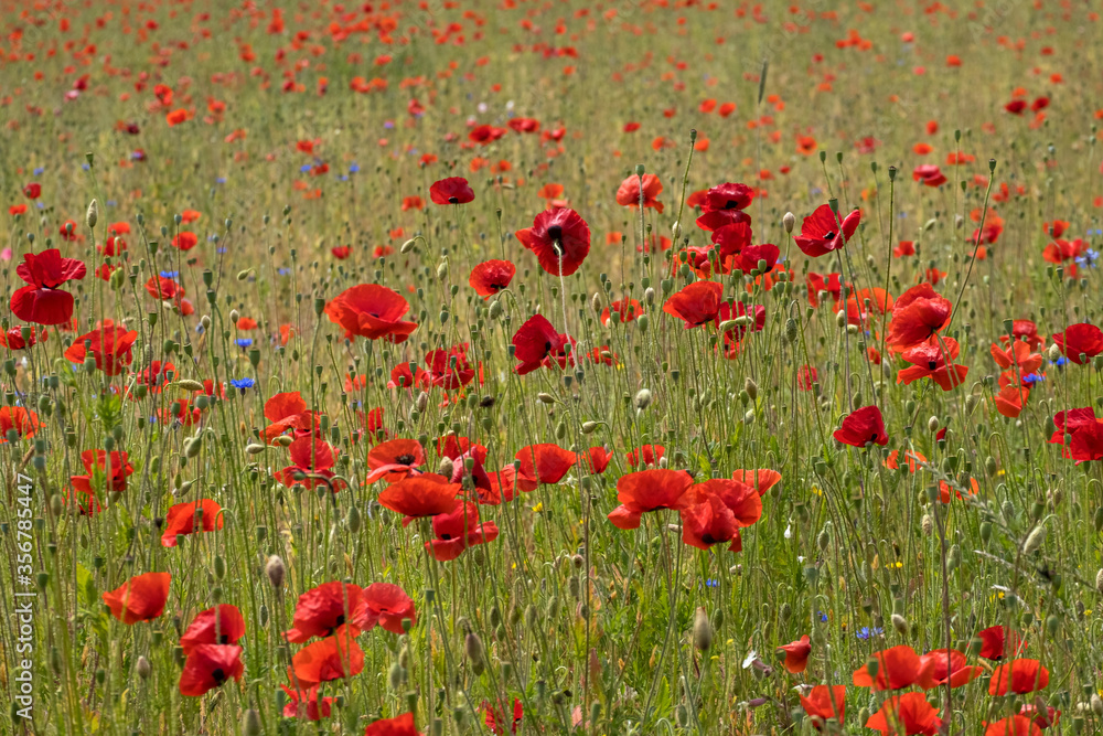 Obraz premium Klatschmohnfeld (Papaver rhoeas)