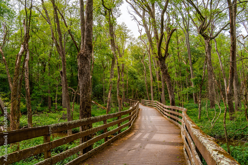 Obraz premium Szlak przez las