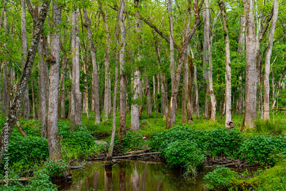 Green Forest Trees Green Forest Trees