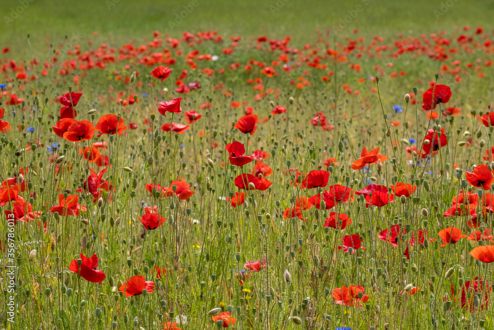 Klatschmohnfeld (Papaver rhoeas)