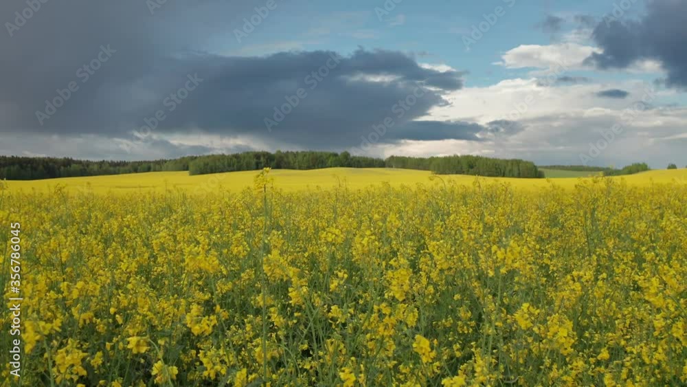 Drone flies low over yellow rapeseed field. Hilly area and forest on horizon. Warm sunny summer day, rolling clouds in sky. Blooming canola field. Aerial view landscape. Beautiful yellow flowers Drone flies low over yellow rapeseed field. Hilly area and forest on horizon. Warm sunny summer day, rolling clouds in sky. Blooming canola field. Aerial view landscape. Beautiful yellow flowers