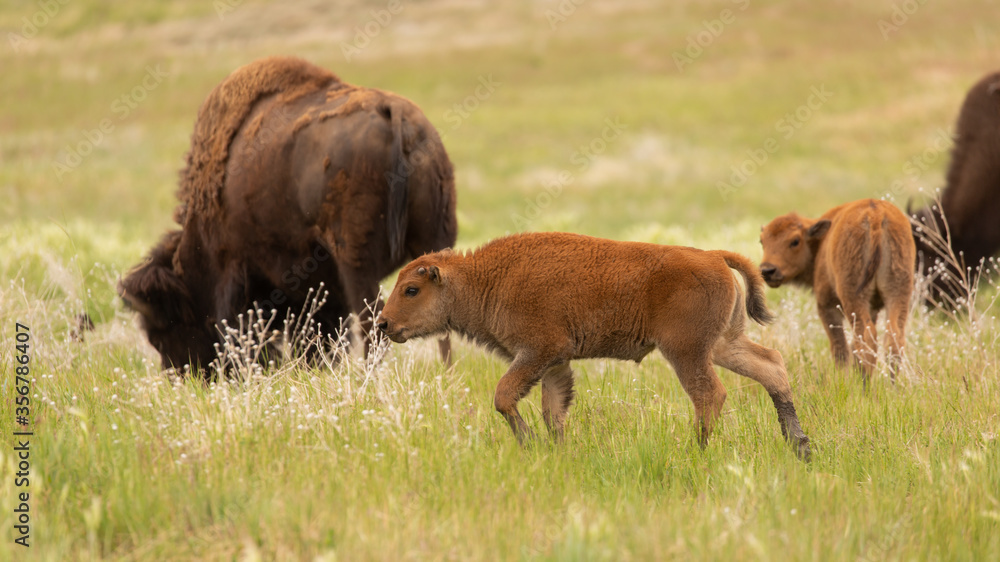 A bison calf walks through green grass behind his mother and another calf in the background. A bison calf walks through green grass behind his mother and another calf in the background.