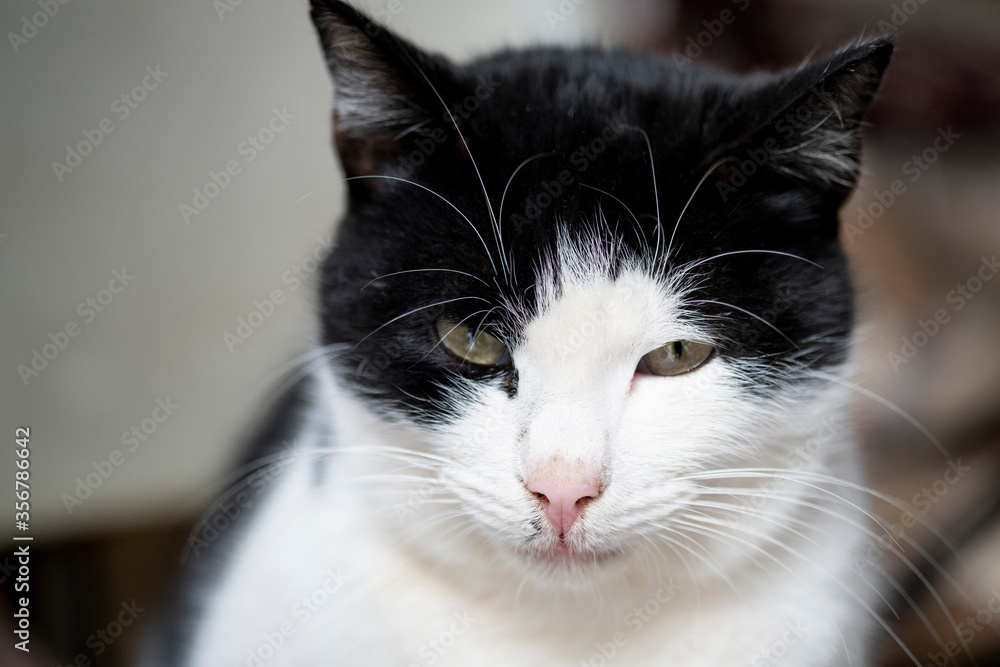 Portrait of a black and white colored cat