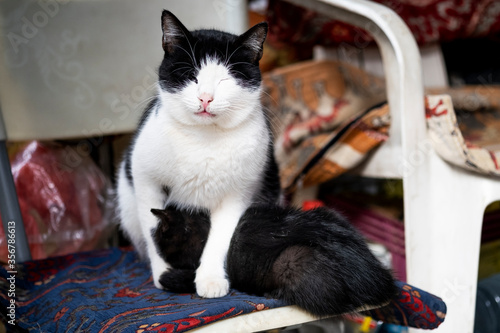 Portrait of a black and white colored cat