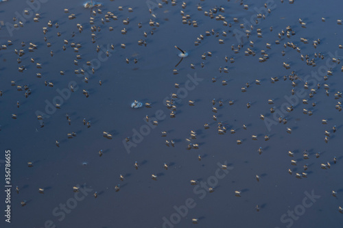 Shore flies, dipterans of the Brachydeutera genus, in a pond.
