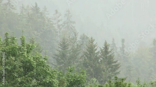 Forest Trees In Fog